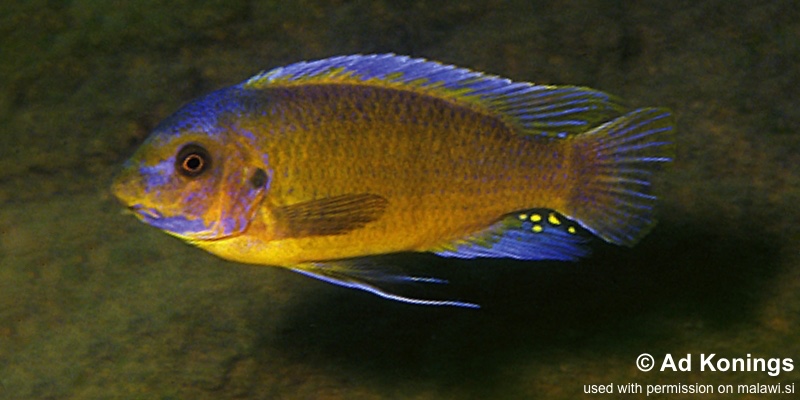 Labeotropheus trewavasae 'Chirwa Island'